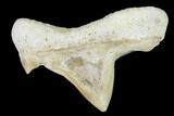 .74" Pathological Fossil Shark (Otodus) Tooth - Morocco - #108250-1
